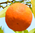 Orage.class Applet
                        replacement classes Image of an Orange.